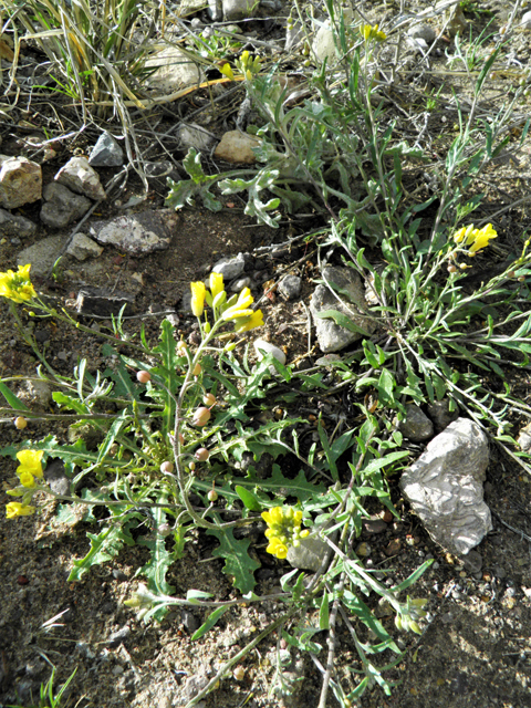 Lesquerella gordonii (Gordon's bladderpod) #86183