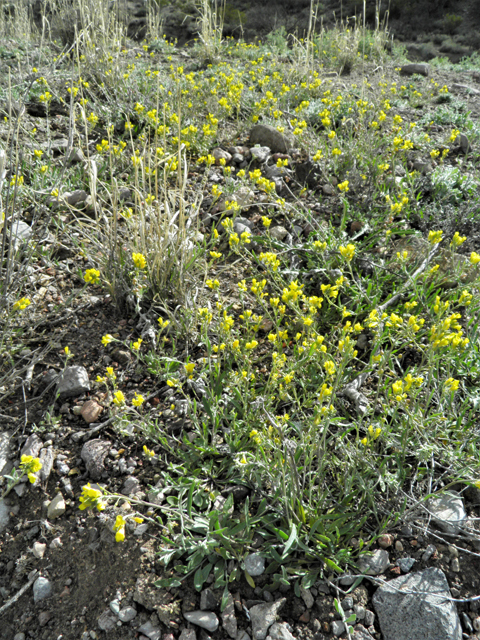 Lesquerella gordonii (Gordon's bladderpod) #86185