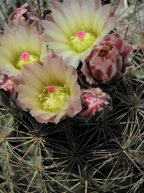 Echinomastus intertextus var. dasyacanthus (White fishhook cactus) #86205