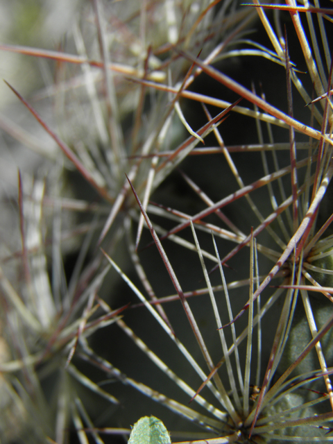 Echinomastus intertextus var. dasyacanthus (White fishhook cactus) #86213