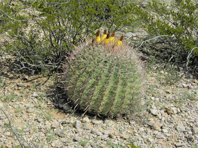 Ferocactus wislizeni (Candy barrel) #86214