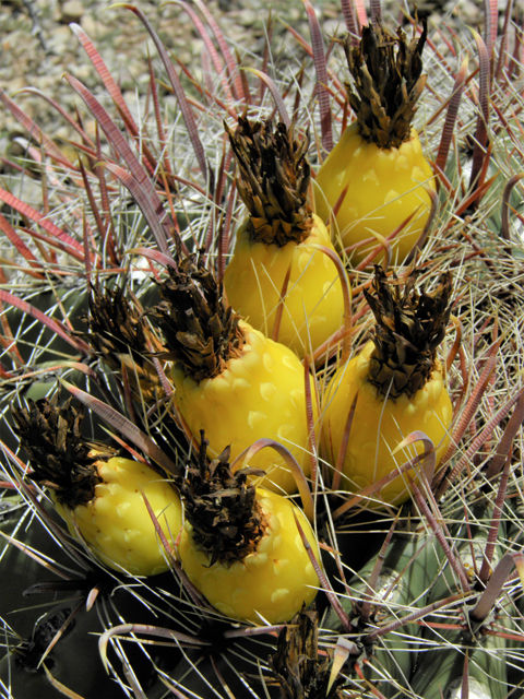 Ferocactus wislizeni (Candy barrel) #86215