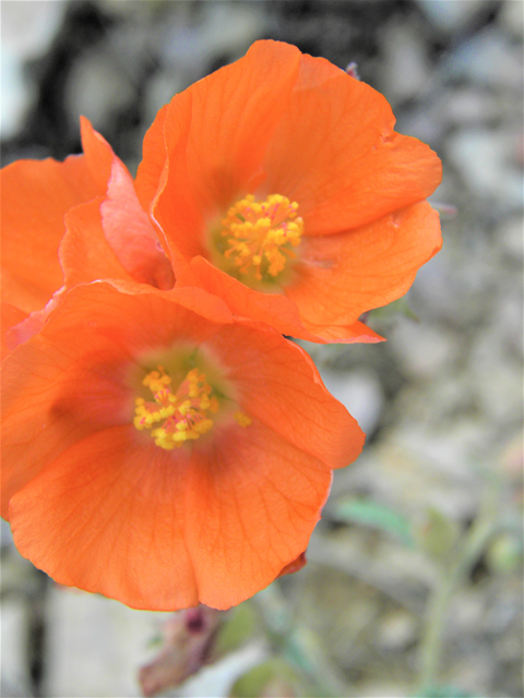 Sphaeralcea hastulata (Spear globemallow) #86264