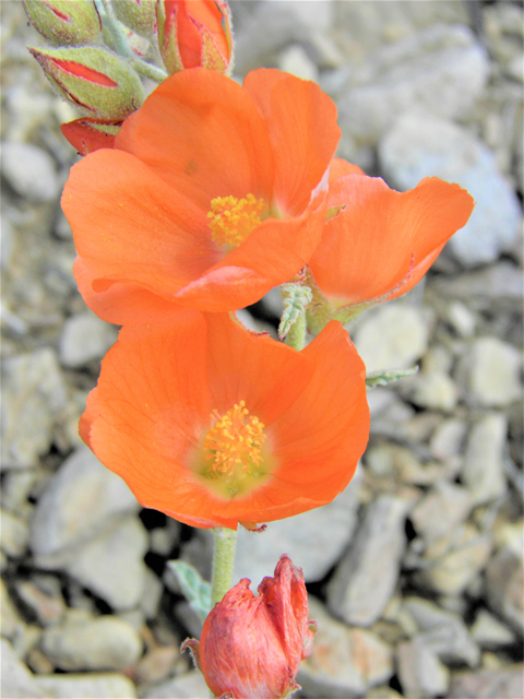 Sphaeralcea hastulata (Spear globemallow) #86265