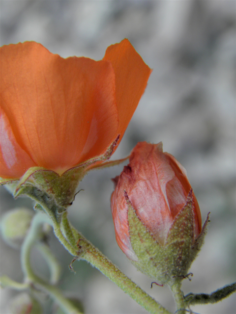 Sphaeralcea hastulata (Spear globemallow) #86266