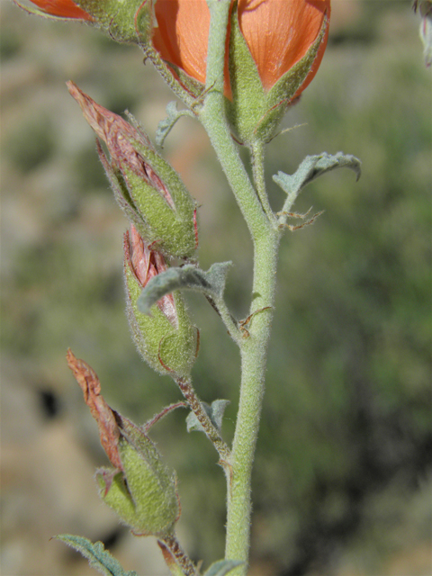 Sphaeralcea hastulata (Spear globemallow) #86267