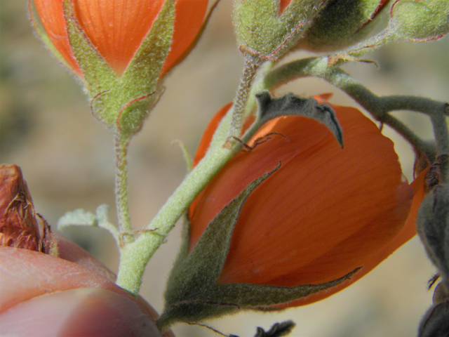 Sphaeralcea hastulata (Spear globemallow) #86268