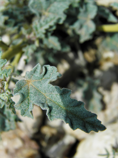 Sphaeralcea hastulata (Spear globemallow) #86271