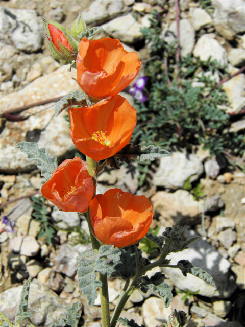 Sphaeralcea hastulata (Spear globemallow) #86272