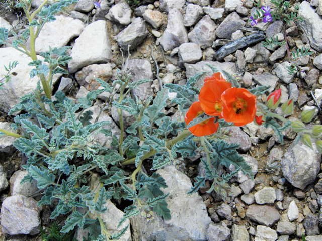 Sphaeralcea hastulata (Spear globemallow) #86273