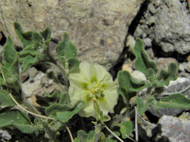 Chamaesaracha sordida (Hairy five eyes) #86318