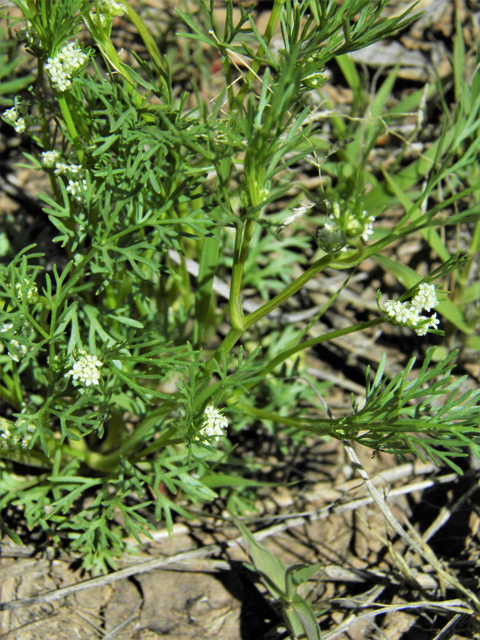 Spermolepis lateriflora (Western bristly scaleseed) #86326