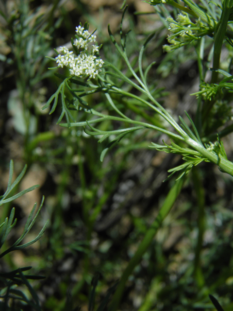 Spermolepis lateriflora (Western bristly scaleseed) #86328