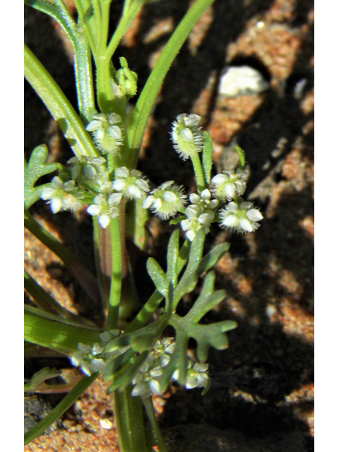 Spermolepis echinata (Bristly scaleseed ) #86330