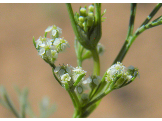 Spermolepis echinata (Bristly scaleseed ) #86331