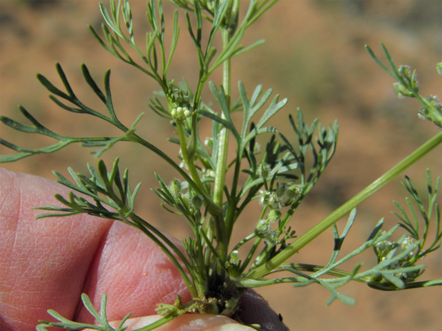 Spermolepis echinata (Bristly scaleseed ) #86333