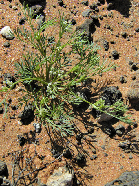 Spermolepis echinata (Bristly scaleseed ) #86334