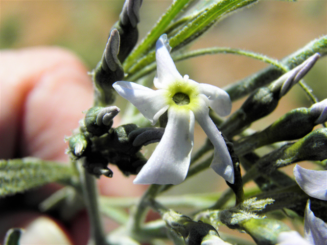 Amsonia tomentosa var. stenophylla (Woolly bluestar) #86335