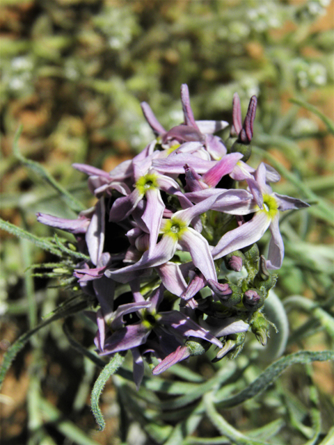 Amsonia tomentosa var. stenophylla (Woolly bluestar) #86336