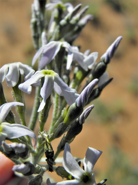 Amsonia tomentosa var. stenophylla (Woolly bluestar) #86338