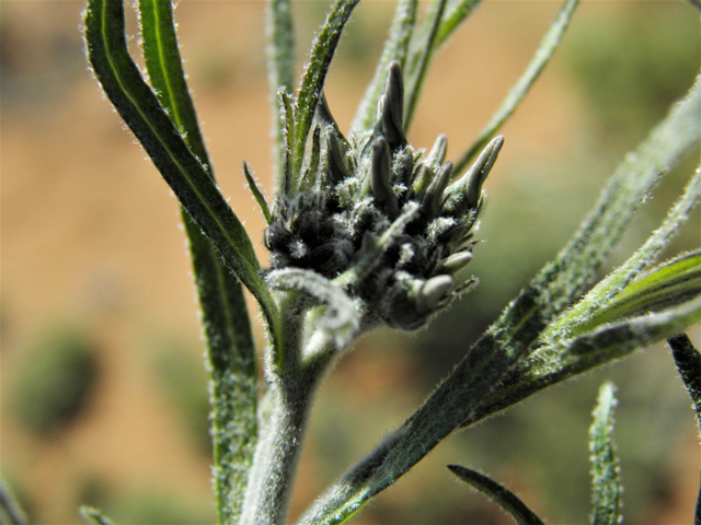 Amsonia tomentosa var. stenophylla (Woolly bluestar) #86339