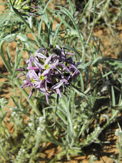 Amsonia tomentosa var. stenophylla (Woolly bluestar) #86340