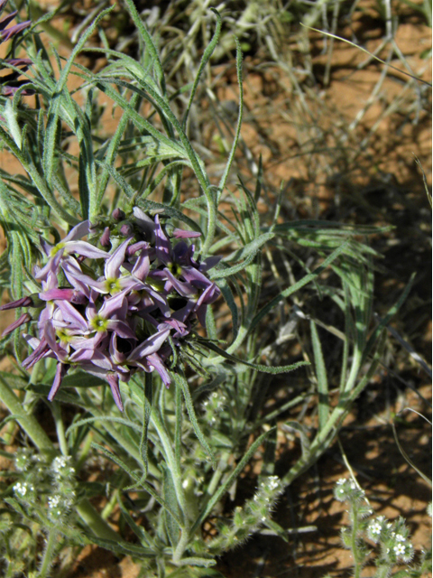 Amsonia tomentosa var. stenophylla (Woolly bluestar) #86341