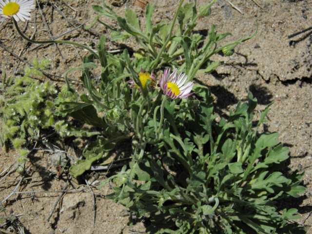 Aphanostephus ramosissimus (Plains dozedaisy) #86347