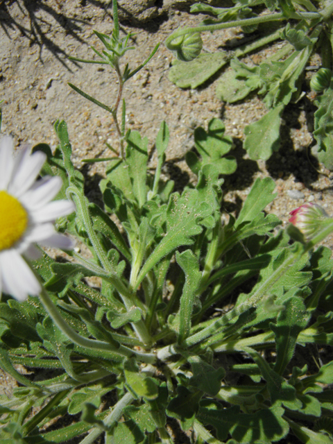 Aphanostephus ramosissimus (Plains dozedaisy) #86349