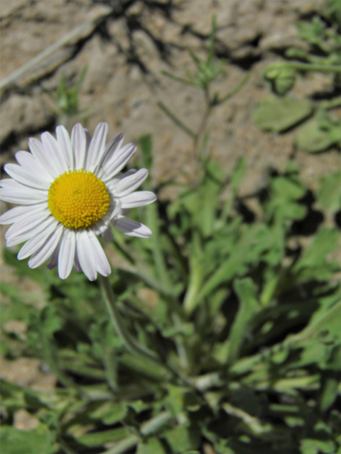 Aphanostephus ramosissimus (Plains dozedaisy) #86350