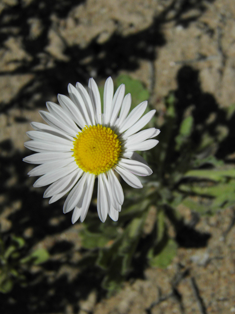 Aphanostephus ramosissimus (Plains dozedaisy) #86351