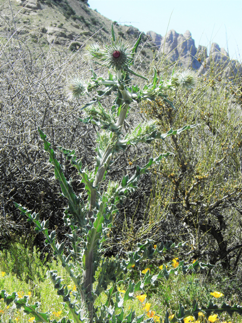 Cirsium neomexicanum (New mexico thistle) #86370