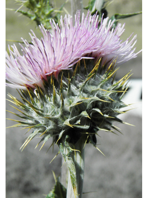 Cirsium neomexicanum (New mexico thistle) #86372