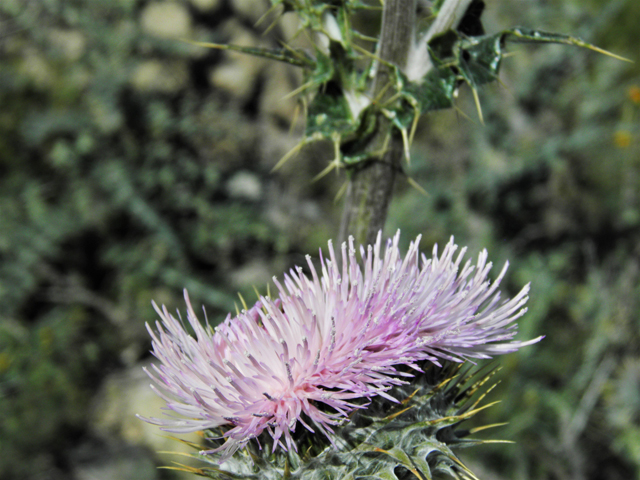 Cirsium neomexicanum (New mexico thistle) #86373