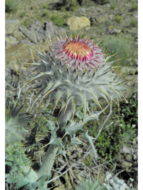 Cirsium neomexicanum (New mexico thistle) #86376