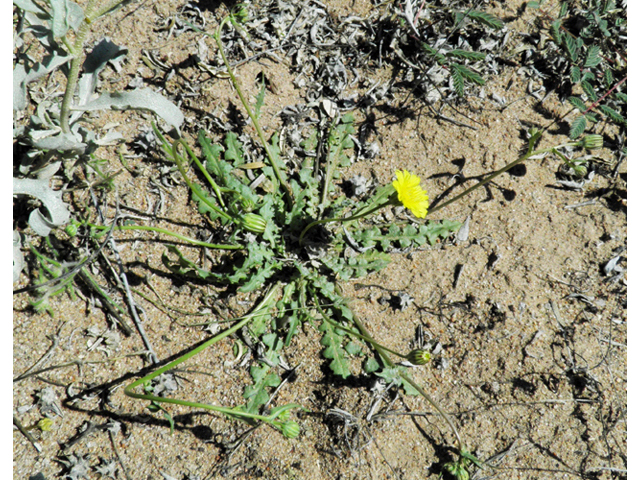 Malacothrix fendleri (Fendler's desertdandelion) #86380