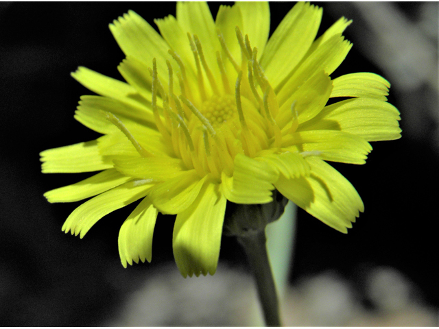 Malacothrix fendleri (Fendler's desertdandelion) #86381