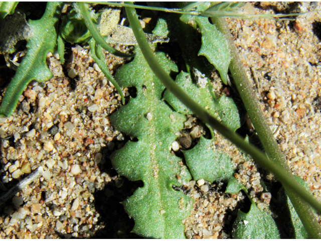 Malacothrix fendleri (Fendler's desertdandelion) #86382