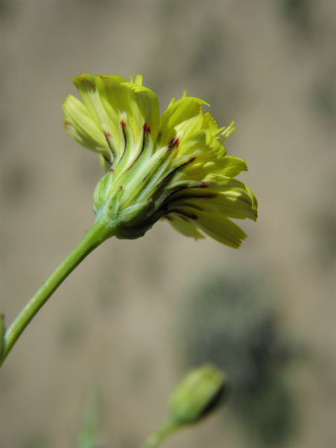 Malacothrix fendleri (Fendler's desertdandelion) #86383