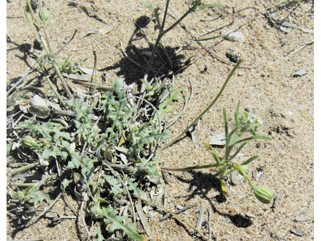 Malacothrix fendleri (Fendler's desertdandelion) #86387