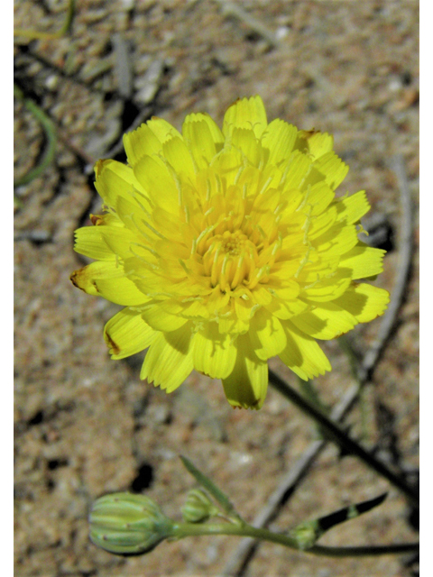 Malacothrix fendleri (Fendler's desertdandelion) #86388