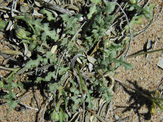 Malacothrix fendleri (Fendler's desertdandelion) #86389