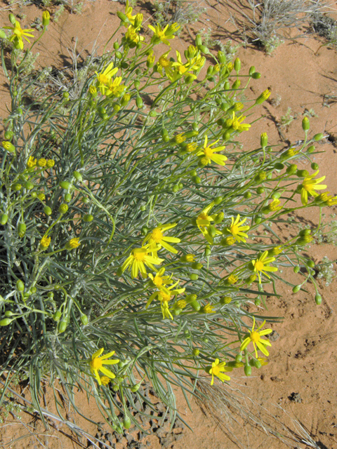 Senecio flaccidus (Threadleaf ragwort) #86404