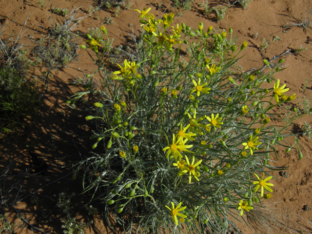 Senecio flaccidus (Threadleaf ragwort) #86405