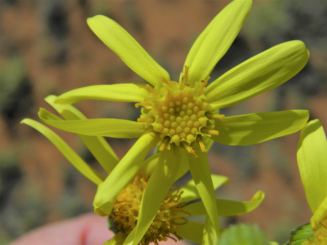 Senecio flaccidus (Threadleaf ragwort) #86406