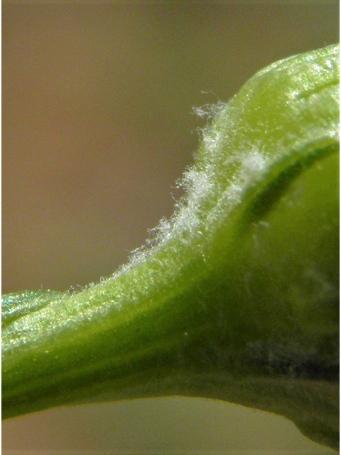 Senecio flaccidus (Threadleaf ragwort) #86407