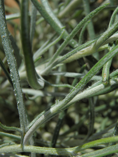 Senecio flaccidus (Threadleaf ragwort) #86409