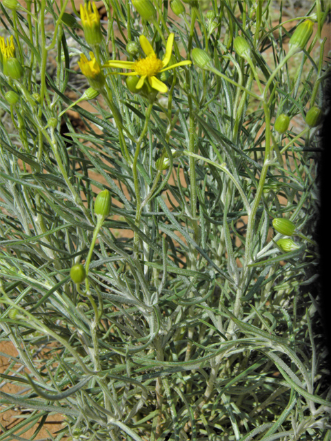 Senecio flaccidus (Threadleaf ragwort) #86410