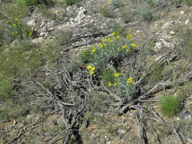 Senecio flaccidus (Threadleaf ragwort) #86411