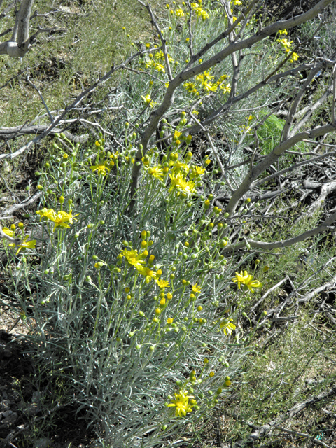 Senecio flaccidus (Threadleaf ragwort) #86412